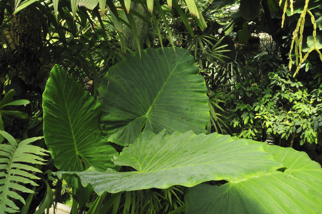 Обои картинки фото сад, природа, листья, растения