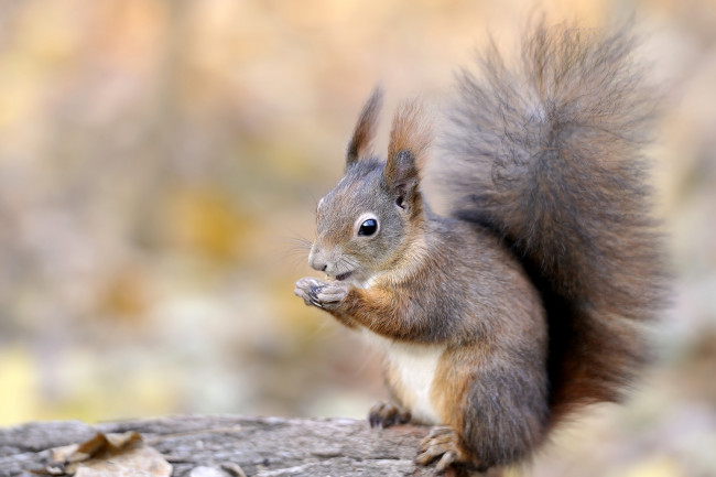 Обои картинки фото животные, белки, хвост, зверек