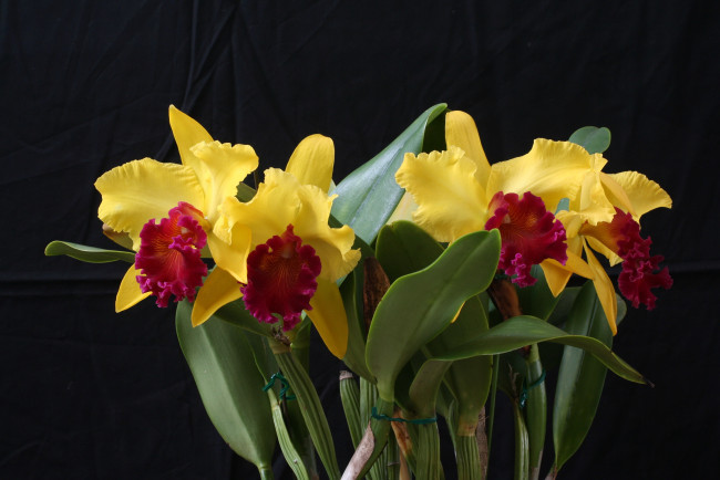 Обои картинки фото цветы, орхидеи