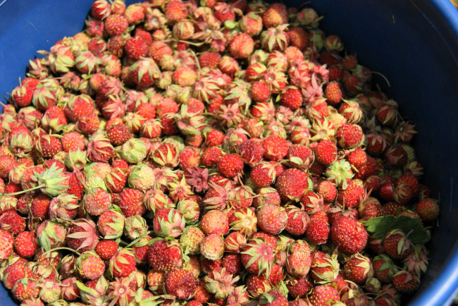 Обои картинки фото еда, клубника, земляника, дары, лета, ягоды