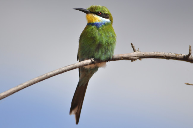 Обои картинки фото животные, щурки, пчелоеды, пчелоед