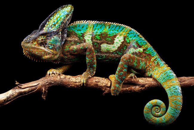 Обои картинки фото животные, хамелеоны, глаза, хвост