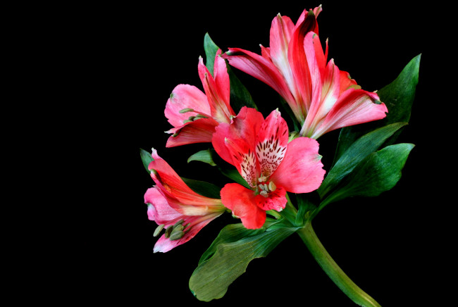 Обои картинки фото цветы, альстромерия