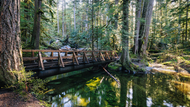 Обои картинки фото природа, реки, озера, лес, река