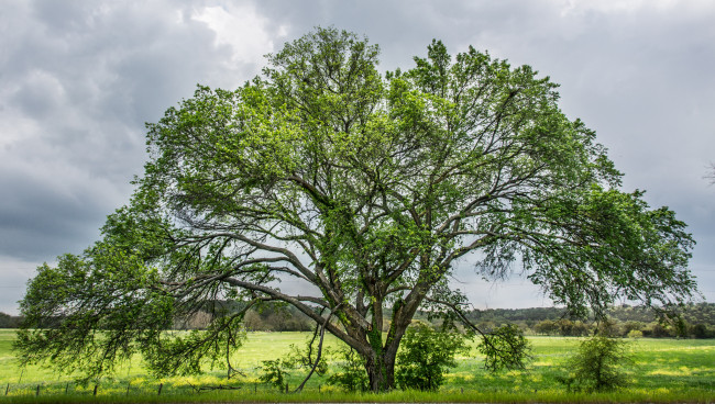 Обои картинки фото природа, деревья, крона, дерево