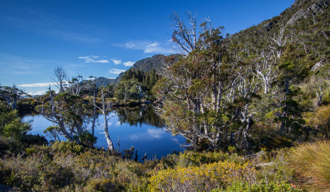 Обои картинки фото природа, реки, озера, лес, река