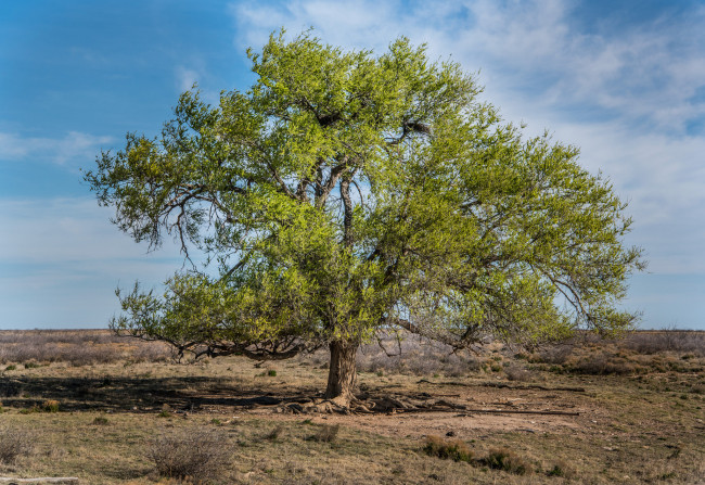 Обои картинки фото природа, деревья, крона, дерево