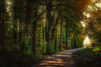 Картинка природа дороги hdr деревья дорога лес