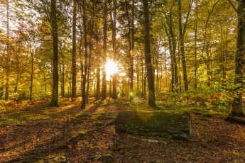 Картинка природа лес деревья