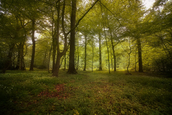 Картинка природа лес деревья