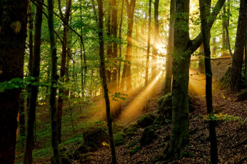 Картинка природа лес деревья