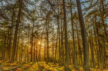 Картинка природа лес рассвет