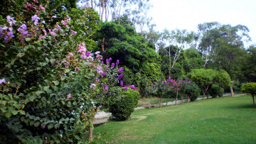 Картинка природа парк лужайка цветущие кусты