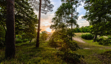 Картинка природа лес деревья