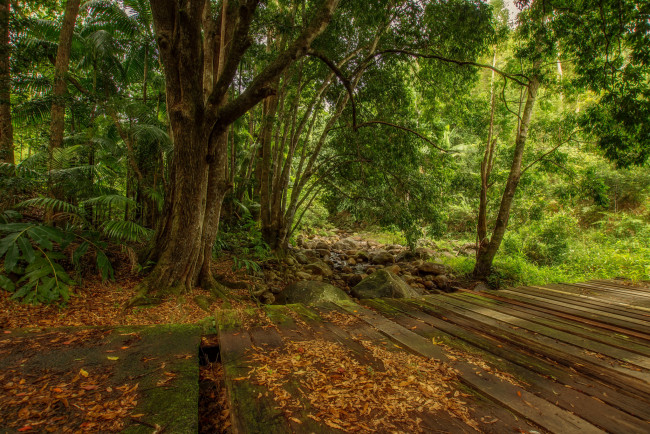 Обои картинки фото природа, лес, деревья