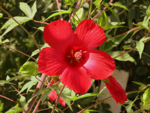 Картинка цветы гибискусы красный