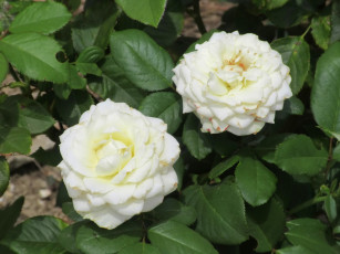 Картинка цветы розы