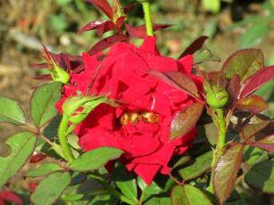 Картинка цветы розы роза