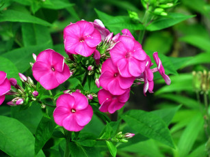 обоя цветы, флоксы, розовый