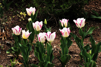 Картинка цветы тюльпаны бутоны