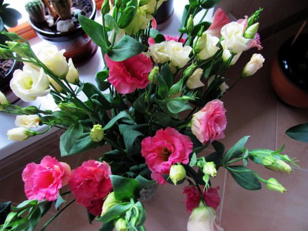 Обои картинки фото цветы, эустома