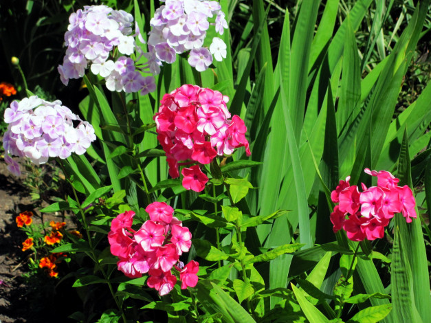 Обои картинки фото цветы, флоксы, соцветия