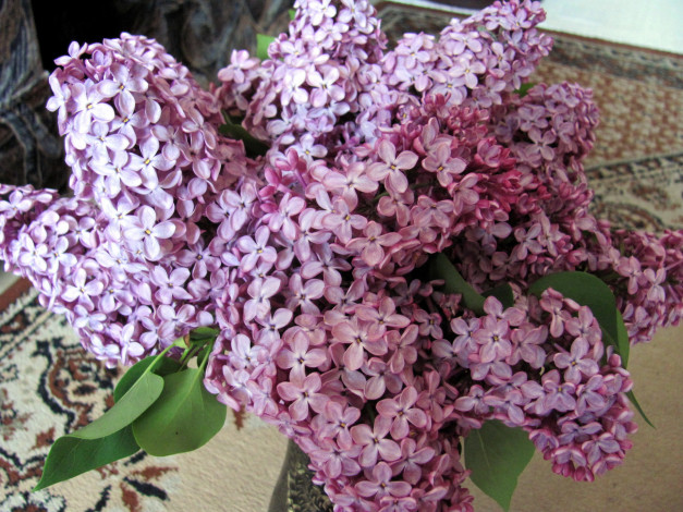 Обои картинки фото цветы, сирень, лиловый