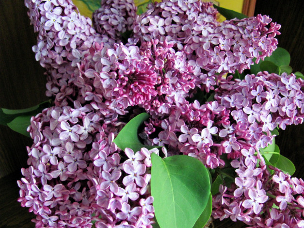 Обои картинки фото цветы, сирень, лиловый