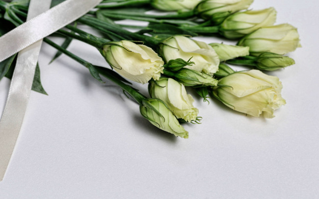 Обои картинки фото цветы, эустома, бутоны, лента