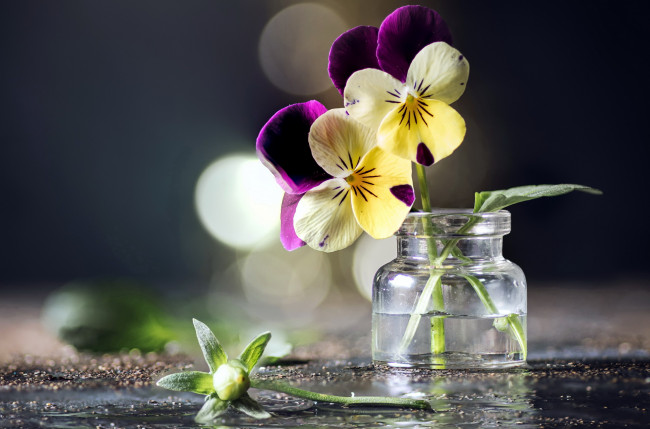 Обои картинки фото цветы, анютины глазки , садовые фиалки, букетик, боке