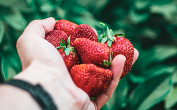 Картинка еда клубника +земляника