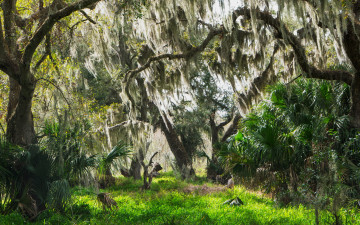 Картинка spanish+moss central+florida природа деревья spanish moss central florida