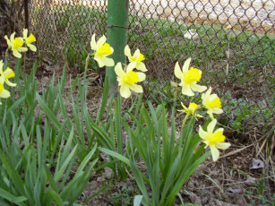 Картинка цветы нарциссы