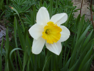 Картинка цветы нарциссы