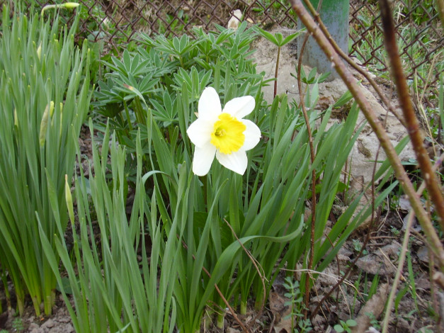 Обои картинки фото цветы, нарциссы