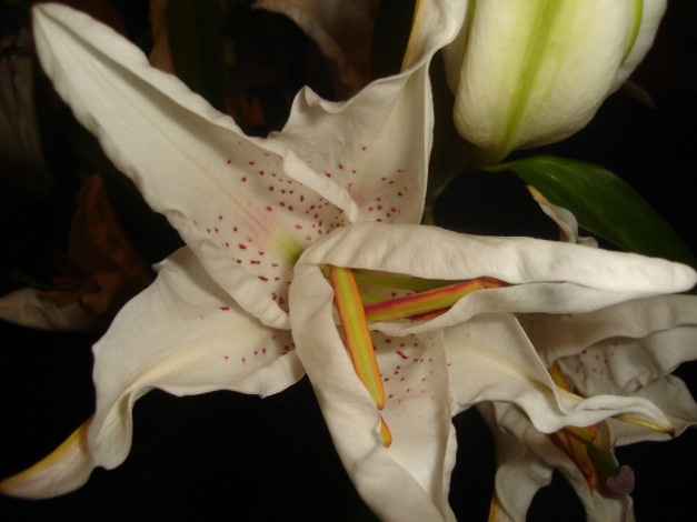 Обои картинки фото цветы, тюльпаны