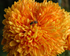 обоя цветы, хризантемы