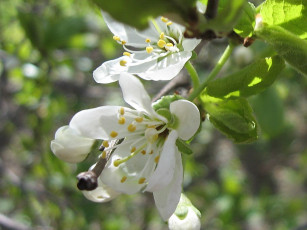 Картинка цветы цветущие деревья кустарники