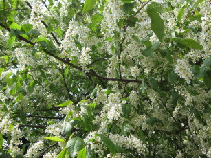 обоя цветы, цветущие, деревья, кустарники