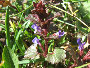 Картинка цветы луговые полевые