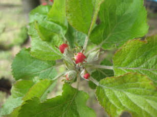 Картинка природа макро