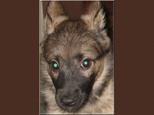 Картинка животные собаки