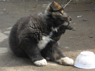 Картинка животные собаки