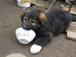 Картинка животные собаки