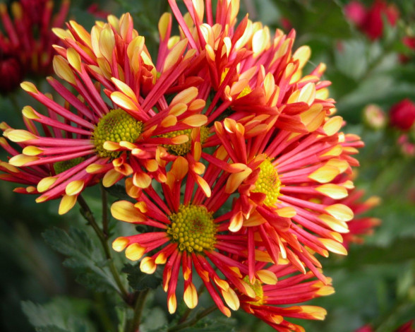 Обои картинки фото цветы, хризантемы