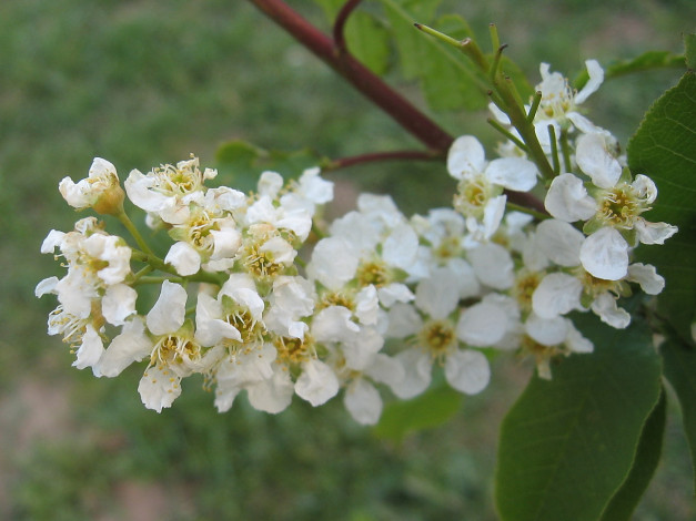 Обои картинки фото цветы, цветущие, деревья, кустарники