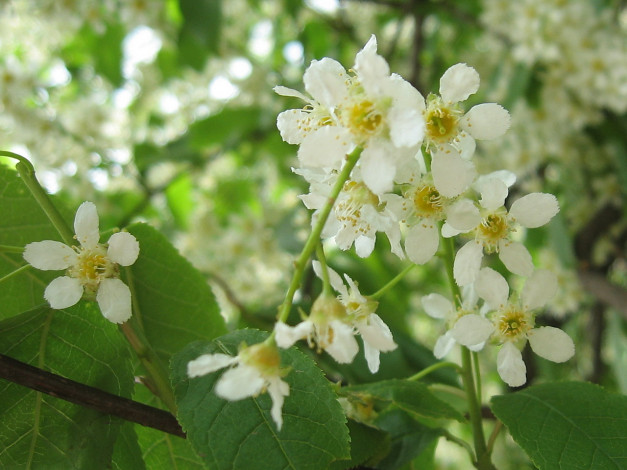 Обои картинки фото цветы, цветущие, деревья, кустарники