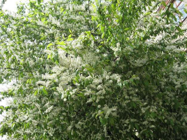 Обои картинки фото цветы, цветущие, деревья, кустарники