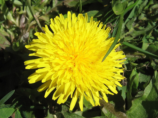 Обои картинки фото цветы, одуванчики