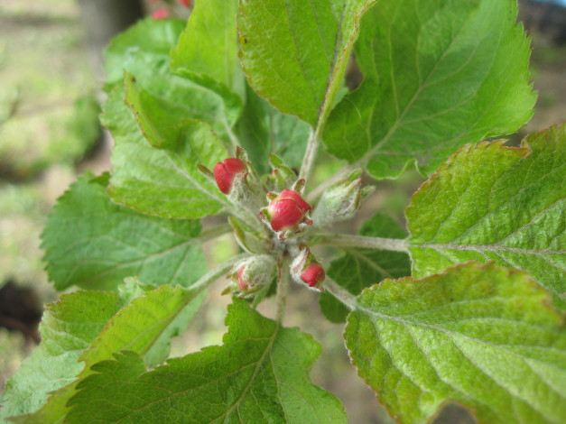 Обои картинки фото природа, макро